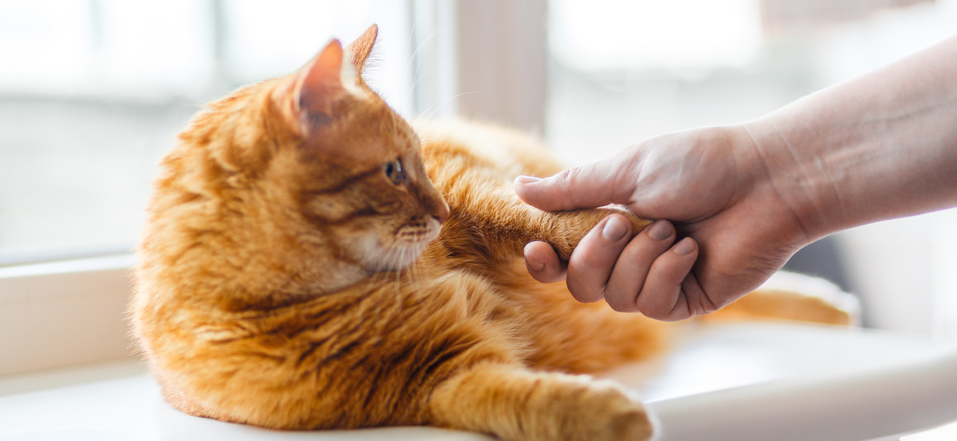 cómo hacer que mi gato me prefiera